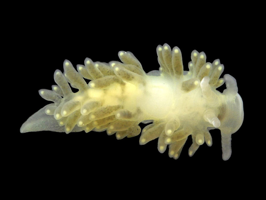 Ny nakensnegle på artslisten