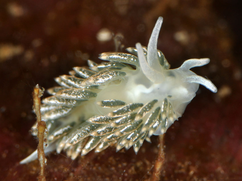 Diaphoreolis viridis