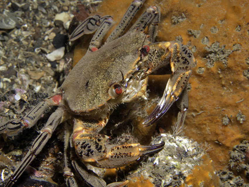 Fant fløyelskrabbe i Rogaland
