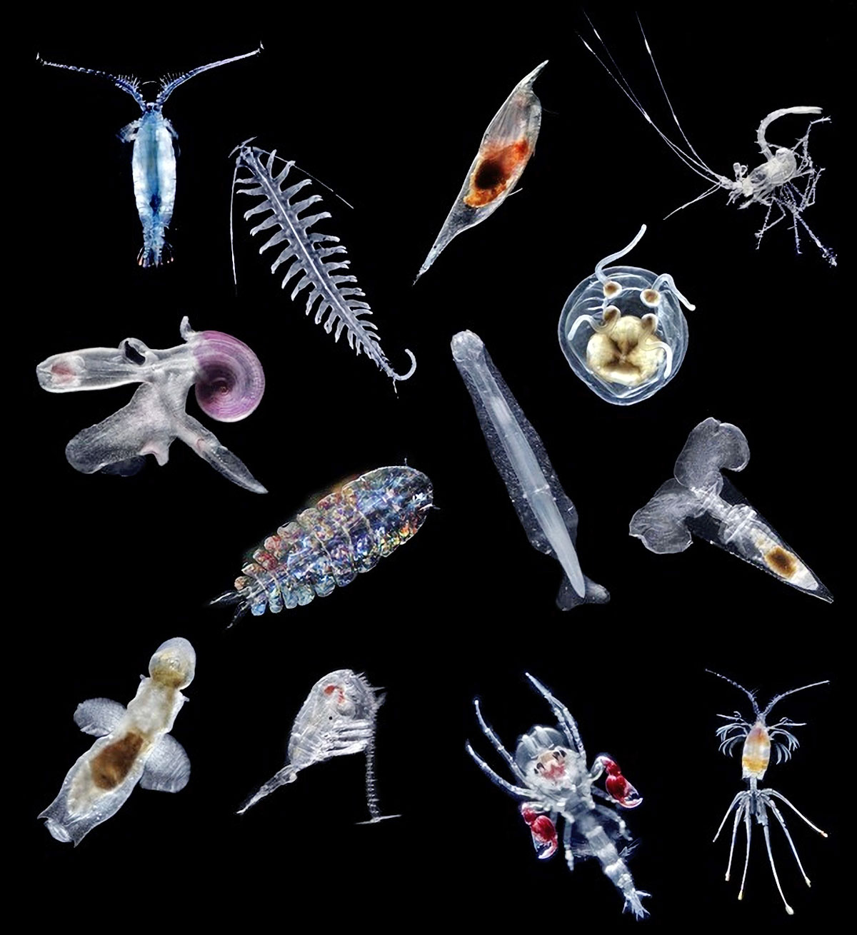 Dyreplankton