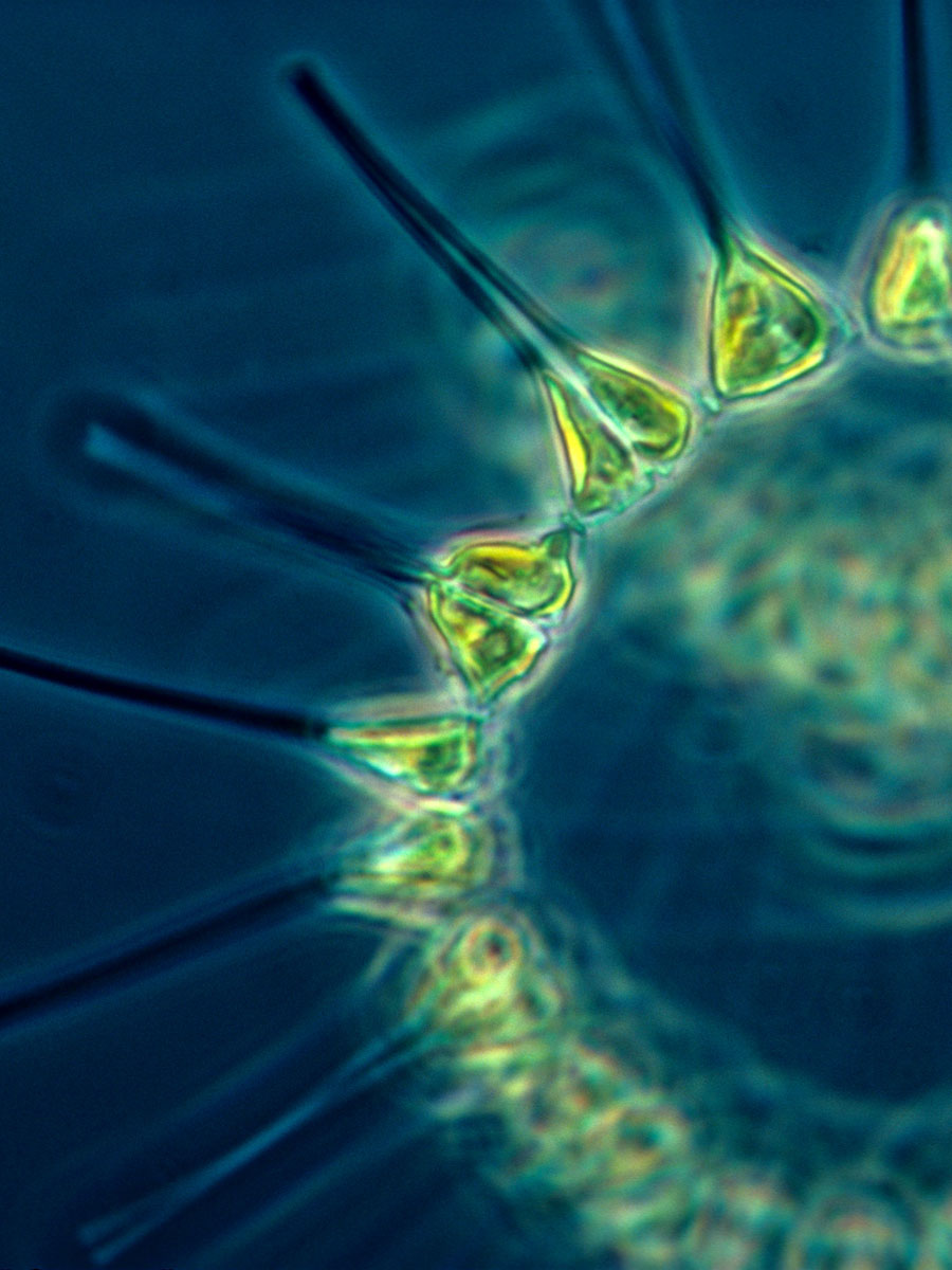 Planteplankton