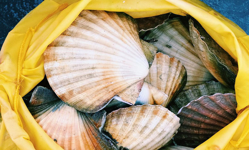 Mattilsynet advarer mot kamskjell