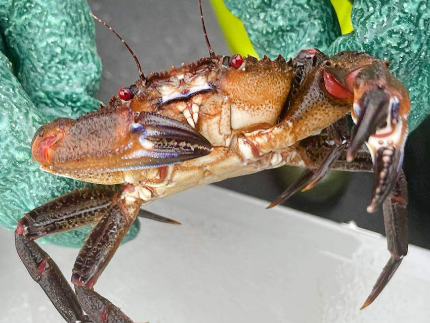 To nye funn av fløyelskrabbe