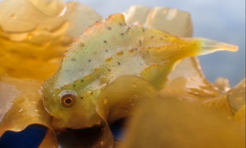 Rognkjeks spiser gummigranulat