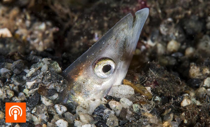 Tok grep for å berge en liten fisk