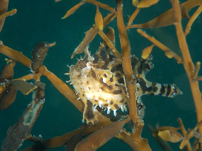 Denne er funnet to ganger i Norge