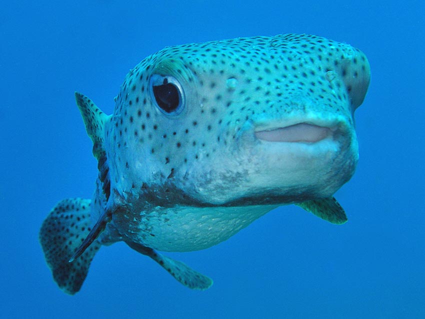 Morsomme fakta om kulefisk