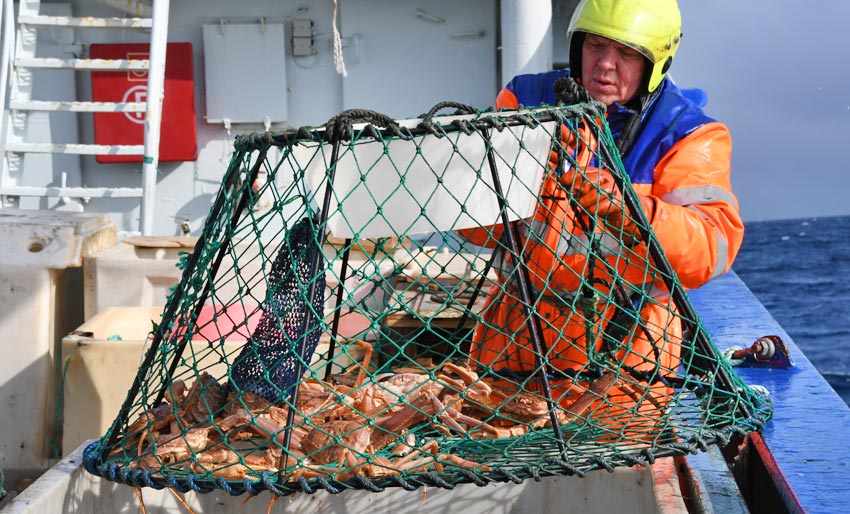 Forsker på bedre snøkrabbefiske