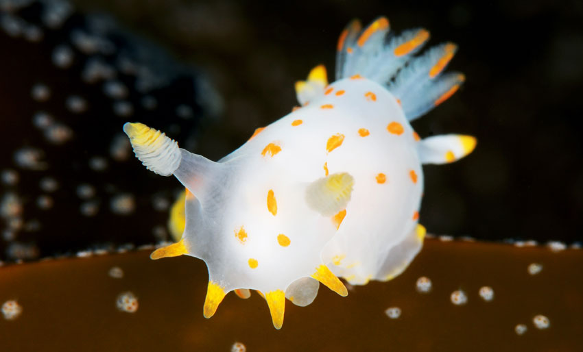 Join the Nudibranch Safari
