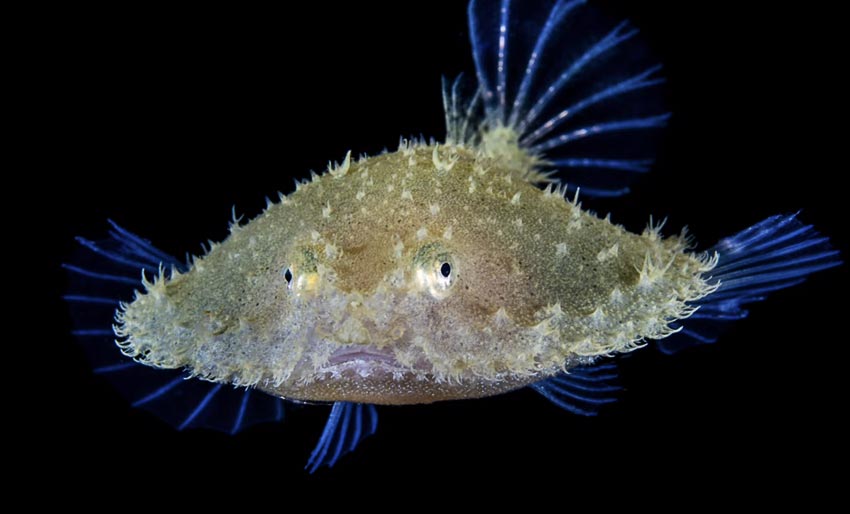 Alex Mustard Image Review