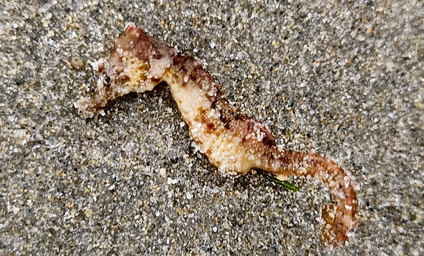 Reddet strandet sjøhest på Jæren