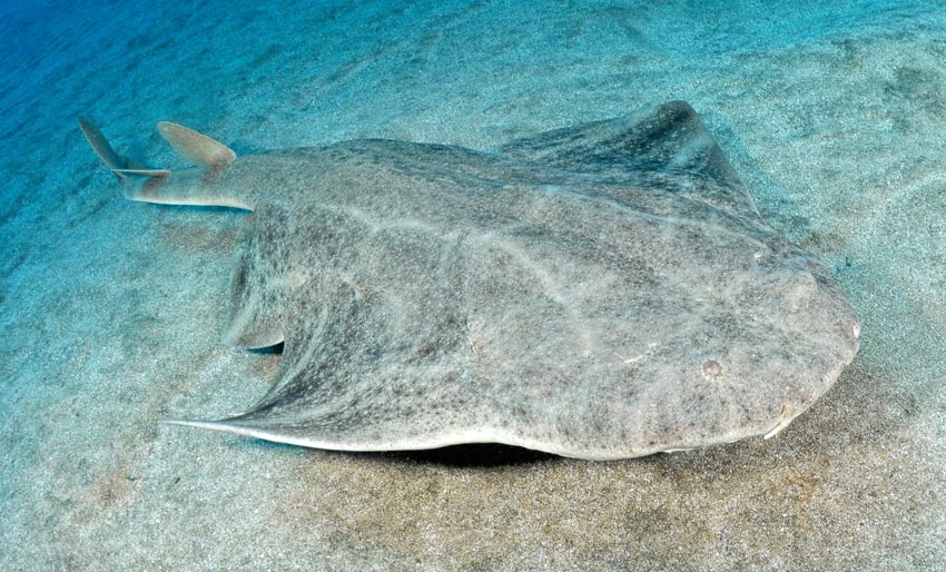 En av Norges sjeldneste haier