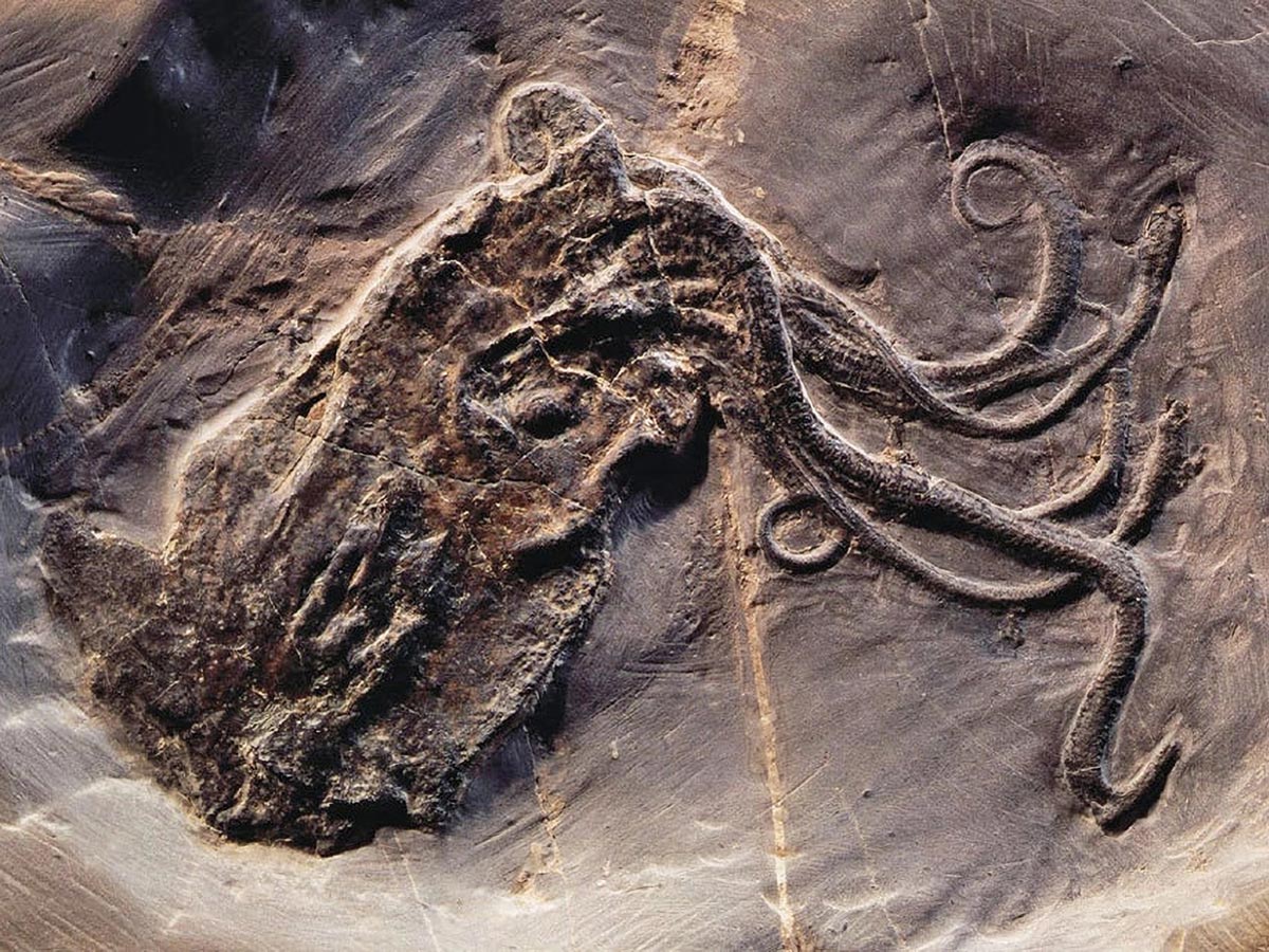 Proteroctopus ribeti