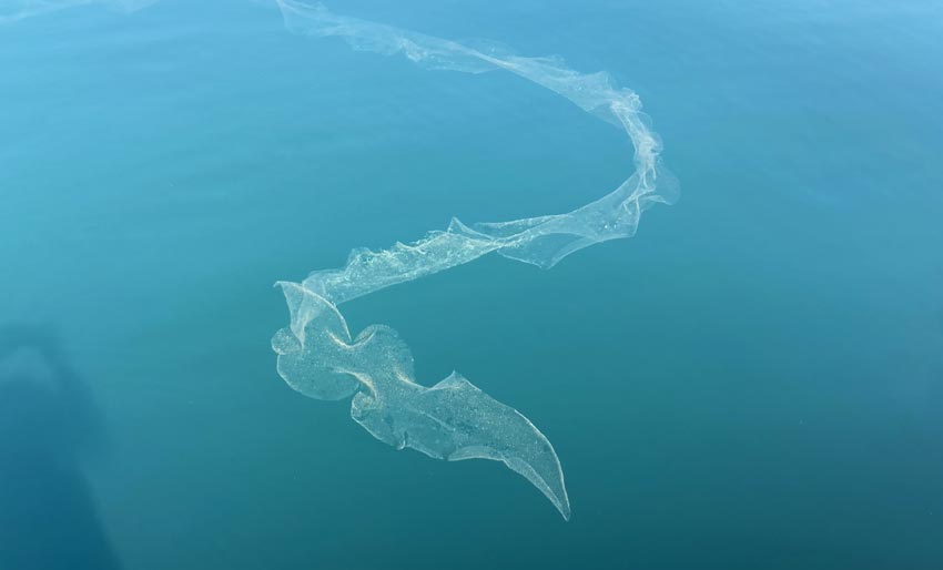 Nå kan du finne gyteslør i sjøen