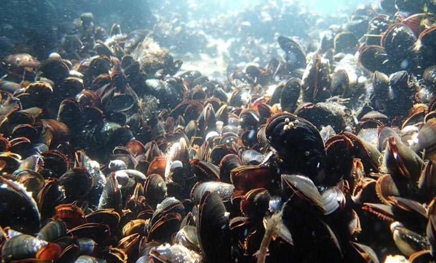 Hvordan vet vi om blåskjellene er syke?