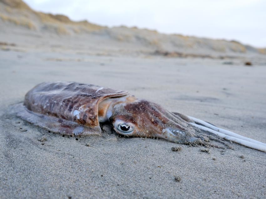 Fant sepiablekksprut på stranden