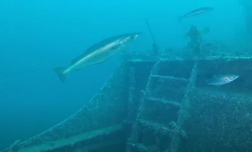 D/S Martha Hendrik Fisser i Narvik