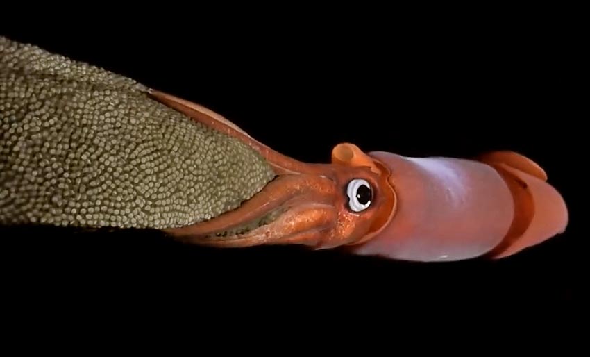 Drar tusenvis av egg etter seg