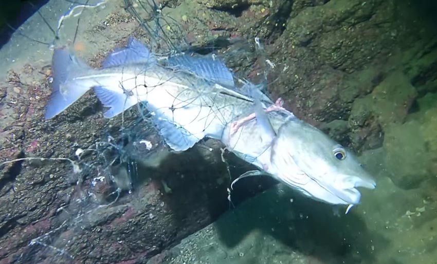 Torsk fanget i garnrester