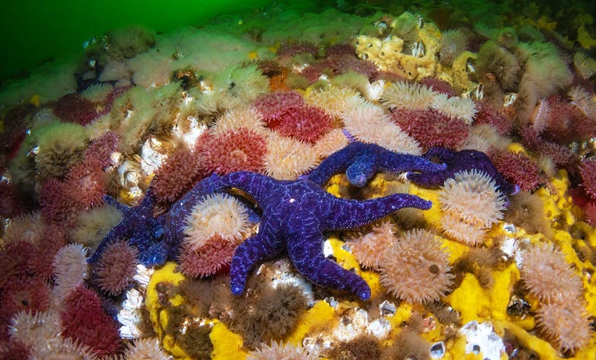 Et av verdens råeste strømdykk