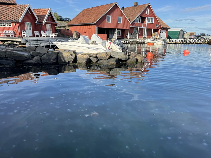 Blå brennmanet
