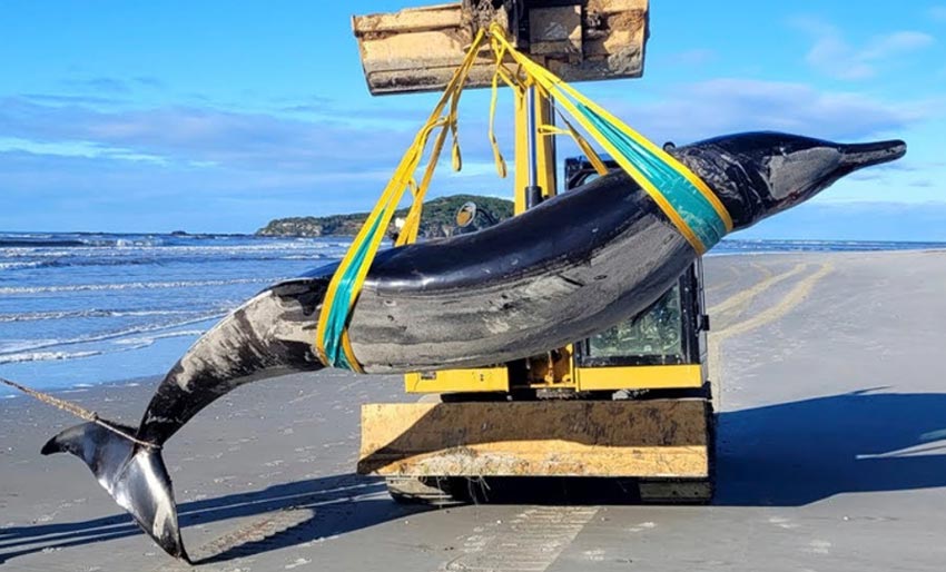 Fant verdens sjeldneste hval