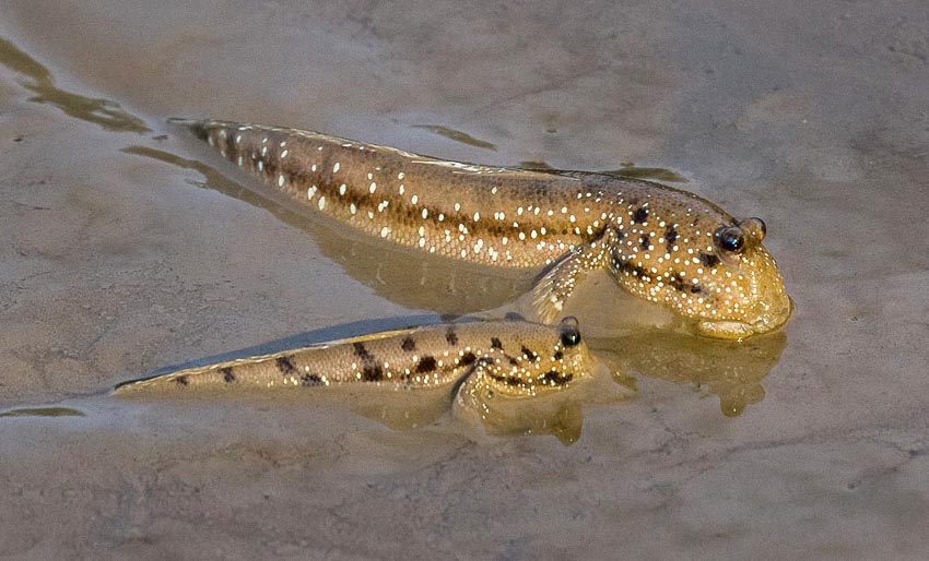 Den trives som fisken på land