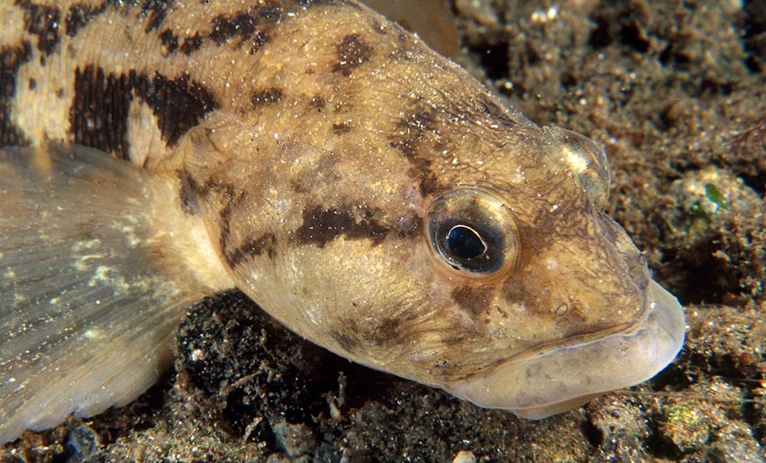 Ålekvabben er noe for seg selv