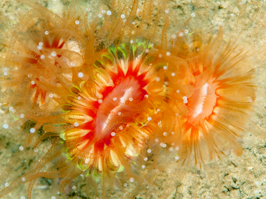 Bli kjent med begerkorallen