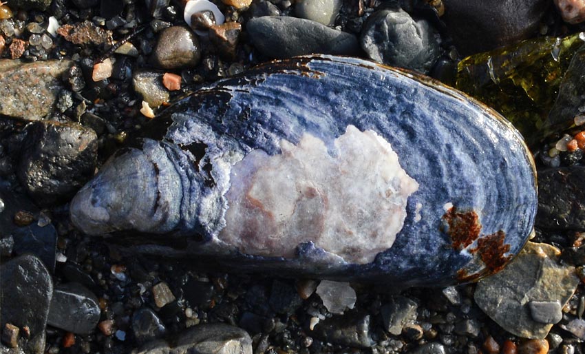 Kan ha kommet fra Middelhavet