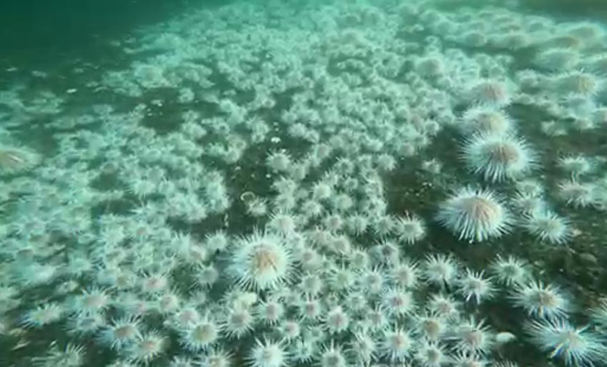 Invasjon av kråkeboller