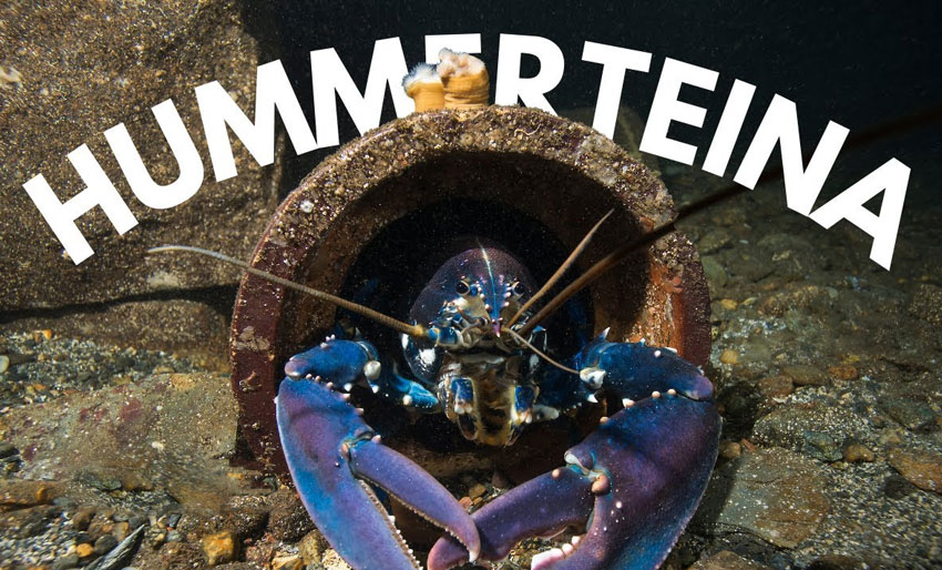 Her kan du følge Hummerteina Live