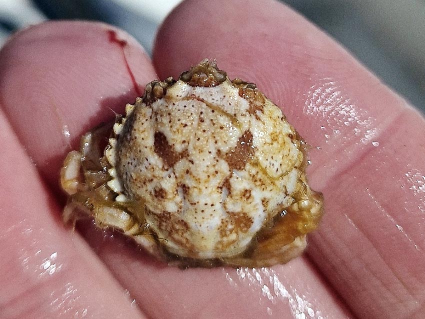 Fant uvanlig krabbe i torskemage