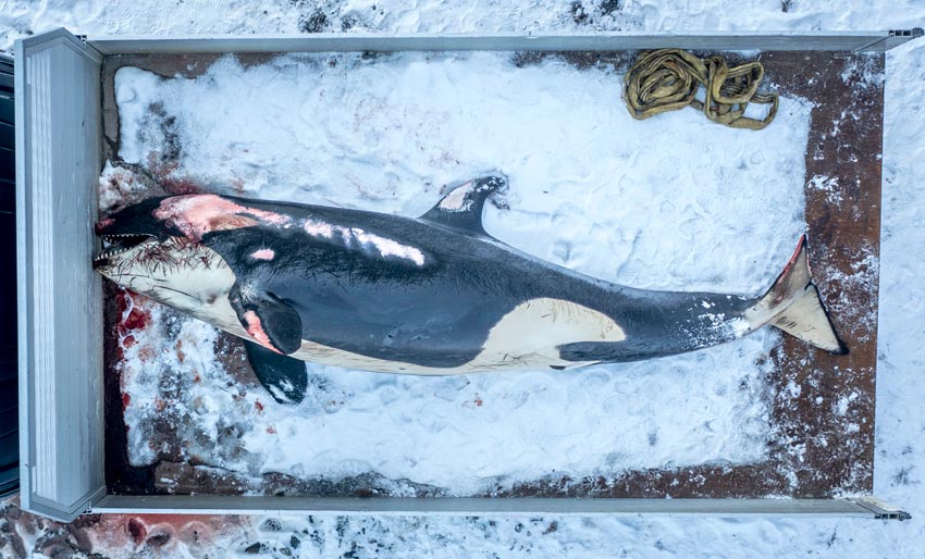 Hadde rekordhøye nivåer av miljøgift