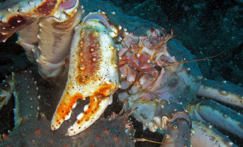 Snart søknadsfrist for turistkvote