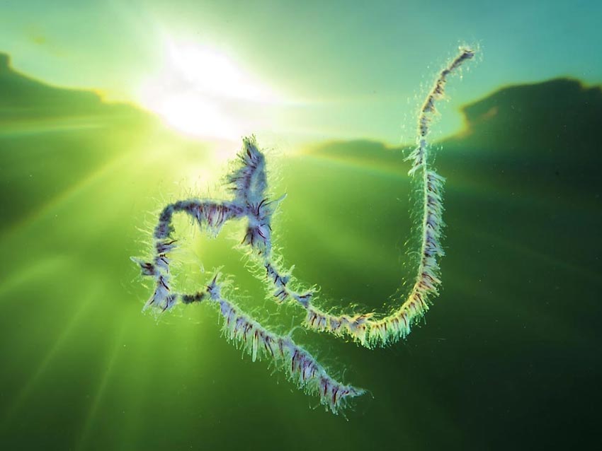 Uskadeliggjøres med elektriske støt