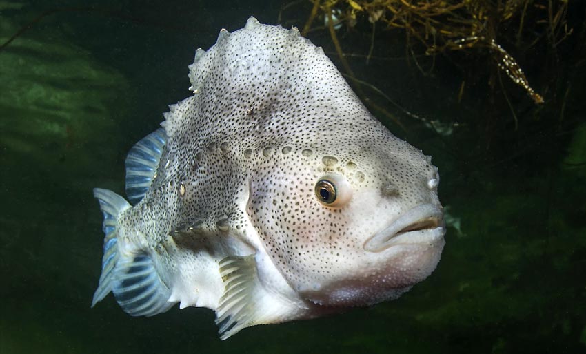 Viste seg å være maratonsvømmer