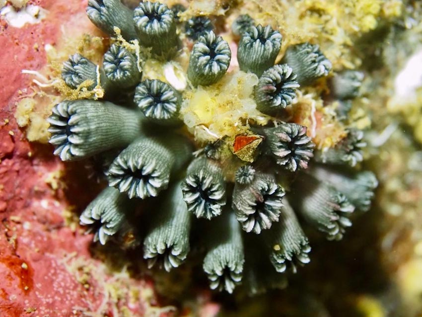 Rhizopsammia wellingtoni