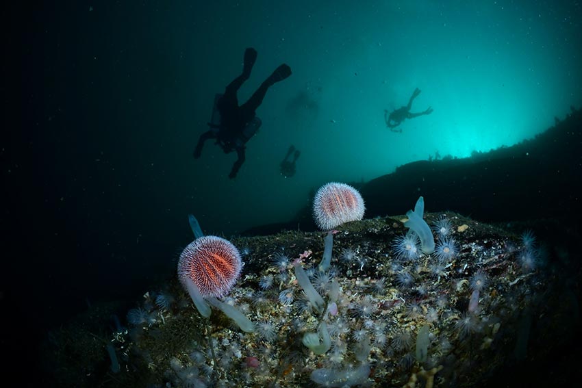 Tore Vidar Knutsmoen