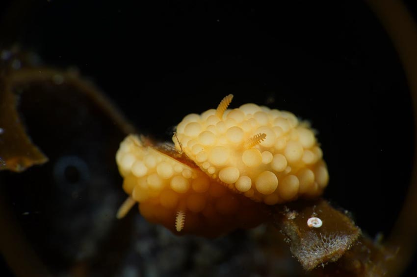 Grzegorz Janusz Marsicki