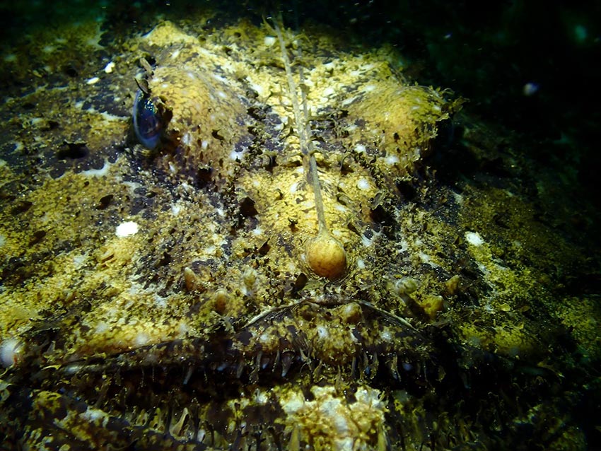 Jørn Svabø Knudsen