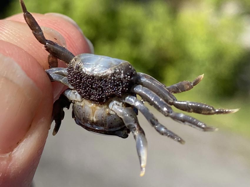 Fant asiatisk krabbe med egg