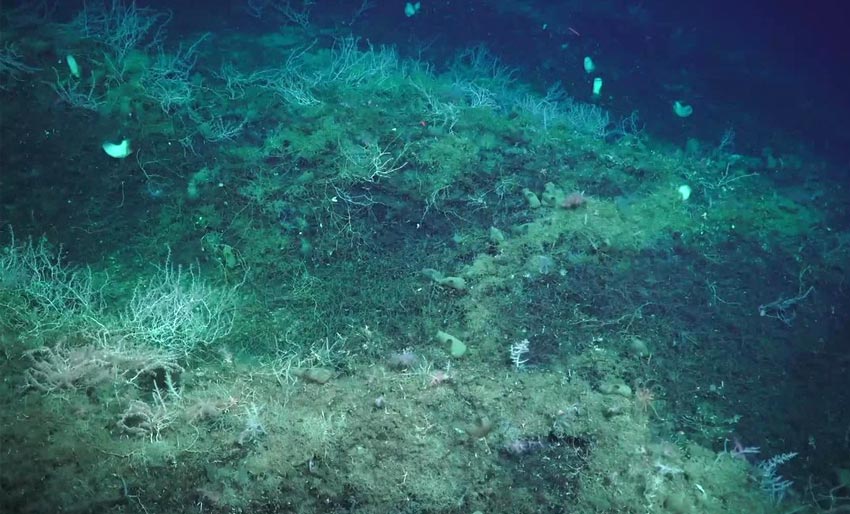 Her står ein ukjend korallskog tett i tett på havbotnen