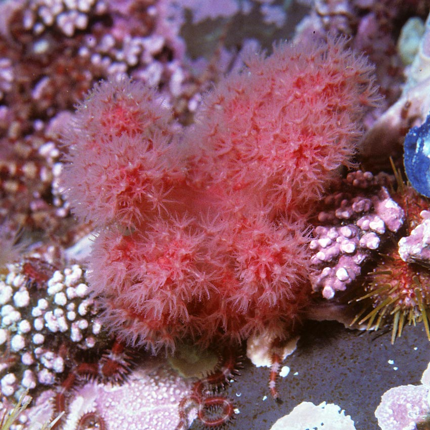 Gersemia rubiformis