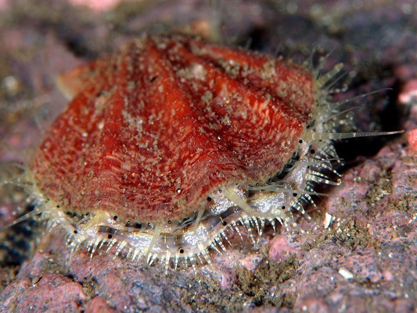 Dette skjellet har fått nytt navn