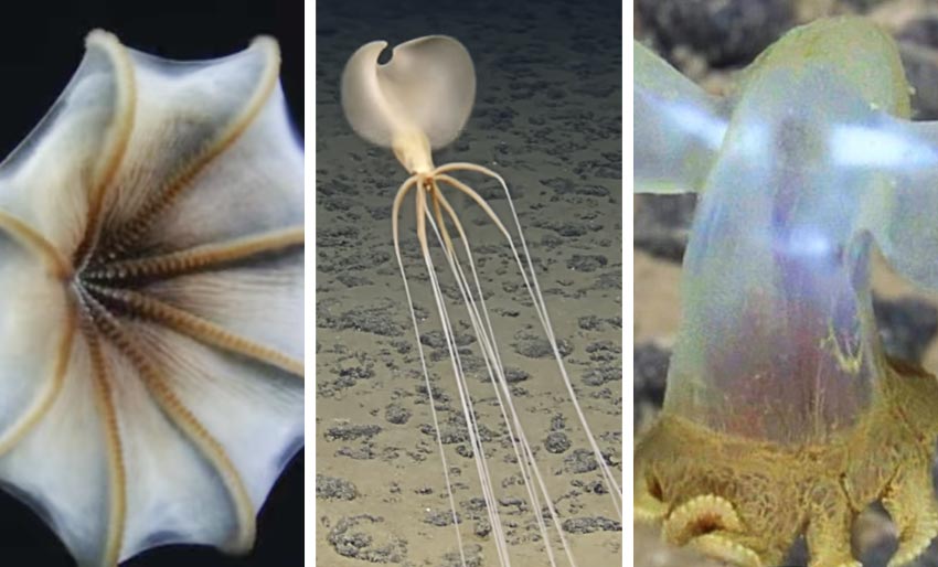 Utrolige blekkspruter i dyphavet