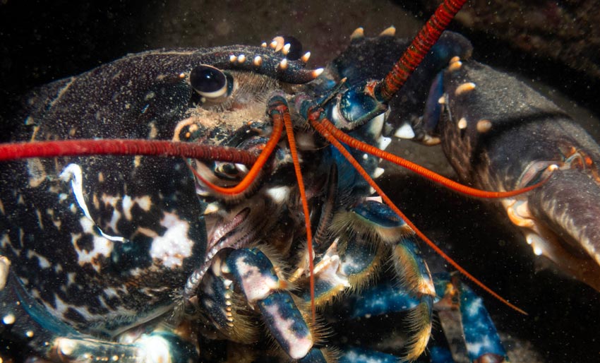 Vi har mye å lære av hummeren