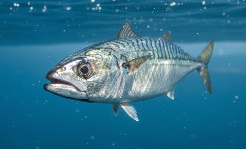 Makrellen er under kritisk nivå