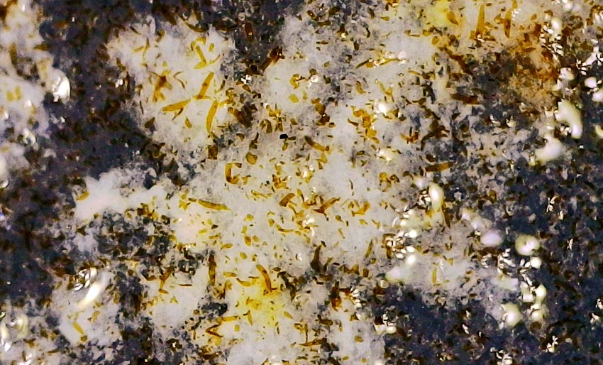 Forsvinner i alarmerende tempo