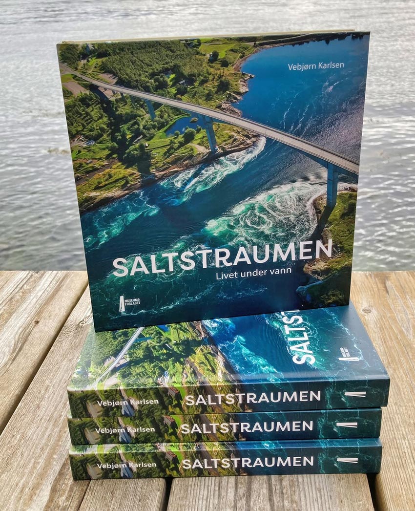 Saltstraumen